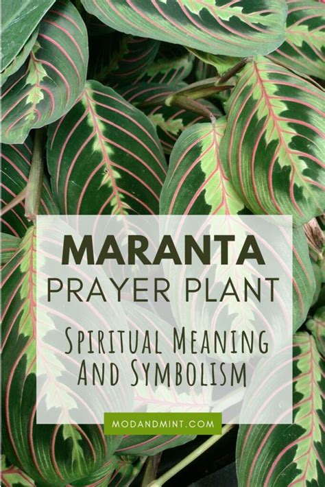 blackjack plant spiritual meaning|The history and symbolism of the prayer plant .